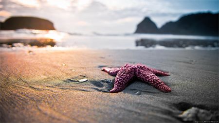 image of a starfish lying in the sand at the beach