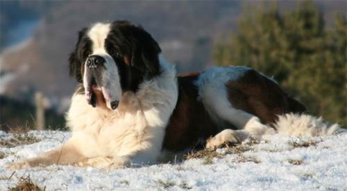 image of a large St. Bernard dog lying in the snow, looking majestic