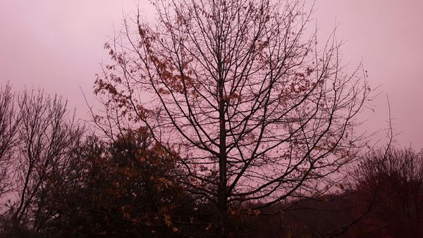 image of trees silhouetted against a pink stormy sky