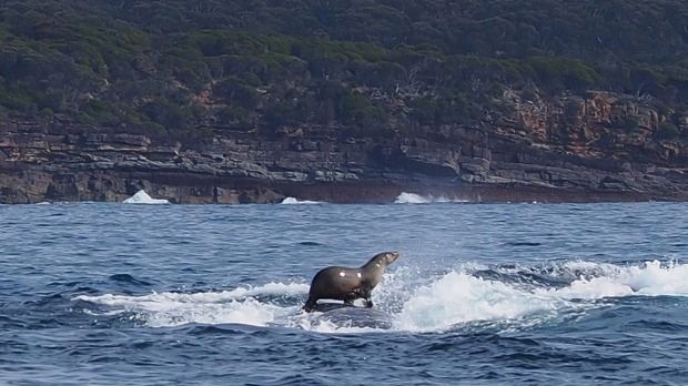 image of a seal riding on a humpback whale's back