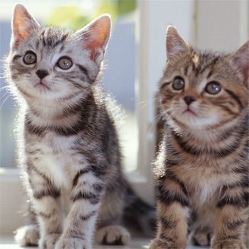 image of two tabby kittens