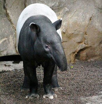 image of a tapir