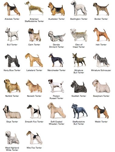 image of the dog breeds in the terrier group