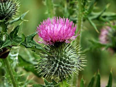 image of a Scottish thistle