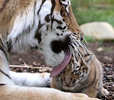 image of a mama tiger licking her cub's head