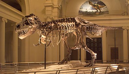 image of the skeleteon of Sue the T-Rex at the Field Museum in Chicago