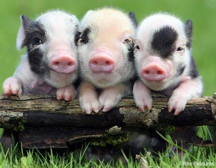 image of three pink, black-spotted piglets resting with their front feet on a fallen branch