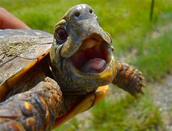 image of a turtle being held and making an expression that looks like a smile