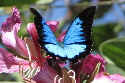 image of a blue butterfly sitting on a pink flower