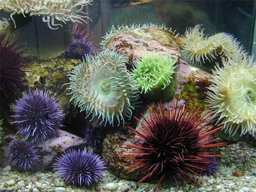 image of multicolored sea urchins on the ocean floor