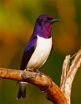 image of a purple bird with a white chest