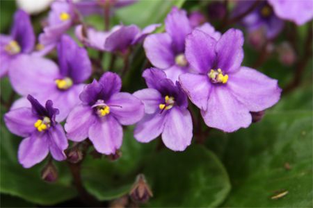 image of violets, a small purple flower