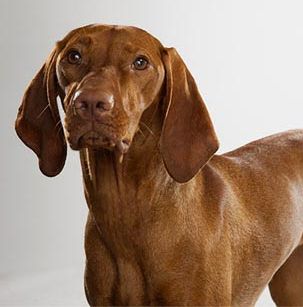 image of a Visla, a brown, short-haired, floppy-eared dog breed