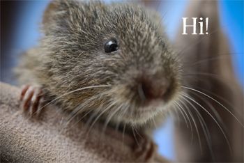 image of a vole, to which I've added text reading 'Hi!'