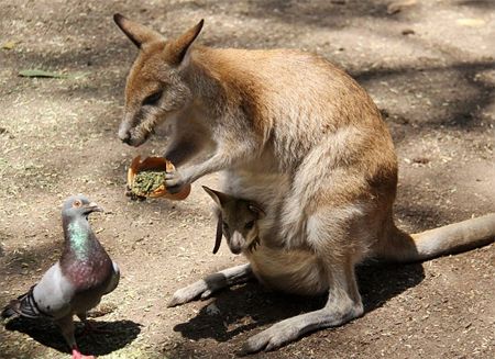 image of a wallaby with a joey peeking out of her pouch, holding out a bit of food toward a pigeon