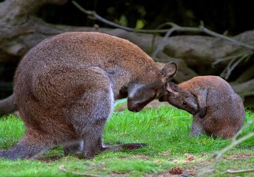 image of an adult and a baby wallaby, standing facing each other and leaning forward so their heads touch