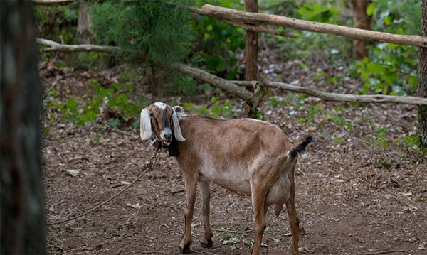 image of a female goat, standing in a pen in the woods
