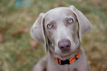 image of a grey Weimaraner breed dog