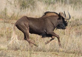 image of a wildebeest running across a savannah