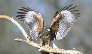 image of an eagle extending its wings