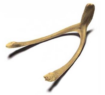 image of a wishbone