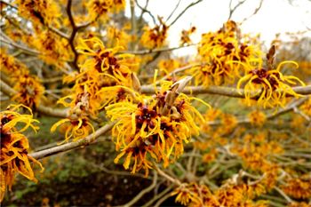 image of witch hazel, a yellow floweing plant