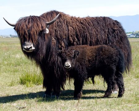 image of a mama and baby yak