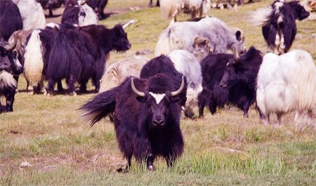 image of a black yak facing the camera in a herd of yaks