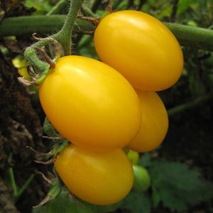 image of yellow plum tomatoes on the vine