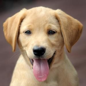 image of a yellow lab puppy
