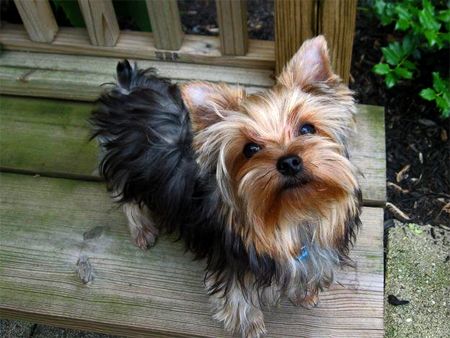 image of a yorkie, standing on a deck, looking up at the camera