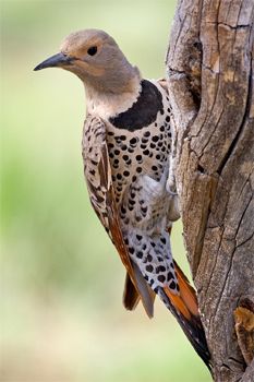 image of a yellow-shafted northern flicker woodpecker in a tree