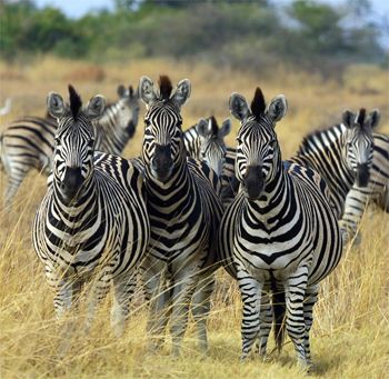 image of several zebras standing on a savannah