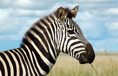 image of a zebra, standing on a savannah, eating a long piece of grass