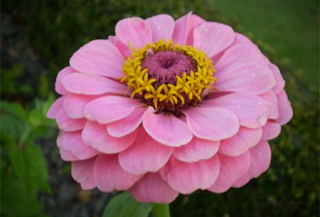 image of a pink zinnia flower