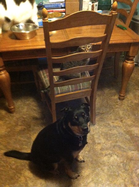 Zelda the Black and Tan Mutt sits on the kitchen floor, looking up at me; Sophie the Torbie Cat sits on a kitchen chair, looking at me; Olivia the White Farmcat walks around on the kitchen table in the background