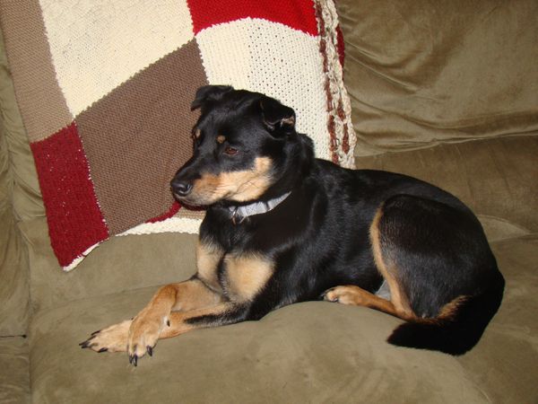 Zelda sitting on the couch with her paws crossed