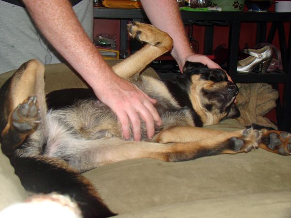 Zelda on her back with legs in air while Iain scratches her belly