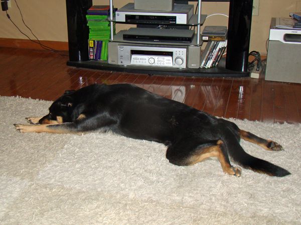 Zelda lying on her stomach, back feet out behind her, her nose between her front paws