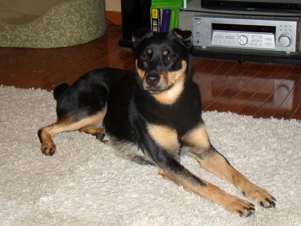 Zelda the Mutt lying on the living room floor