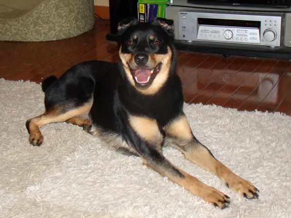Zelda, a medium-sized black and tan dog, lying on the floor in the living room at Shakes Manor, grinning