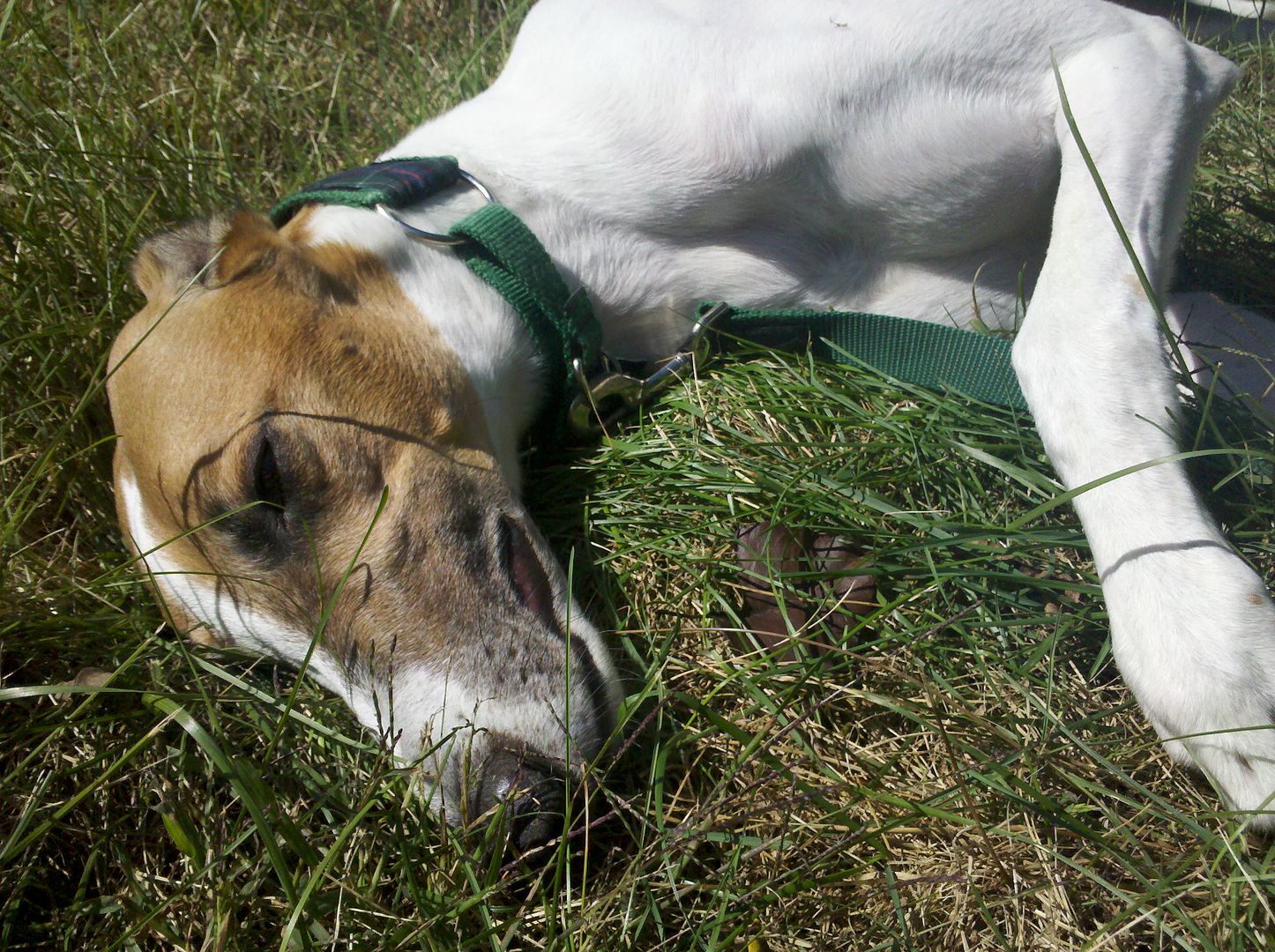 image of Dudley lying in the grass