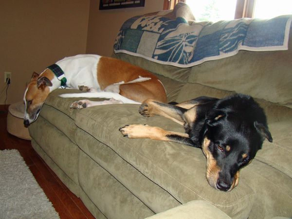 Dudley and Zelda lie on the couch, all tuckered out from a long walk
