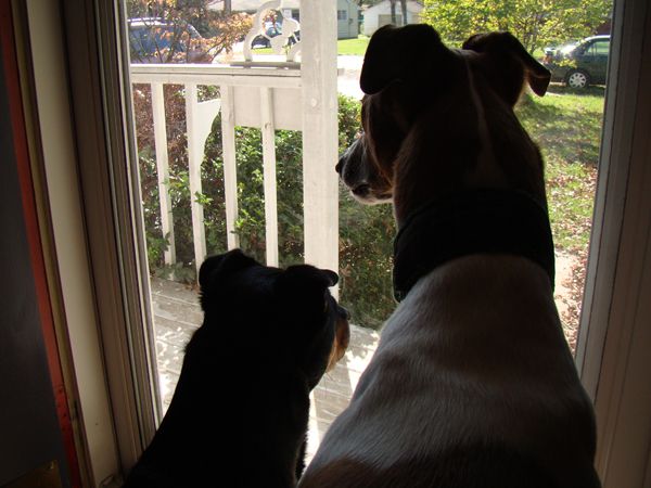Dudley the Greyhound, tall and angular, and Zelda the Mutt, short and roundy, stand at the front door, looking out the window
