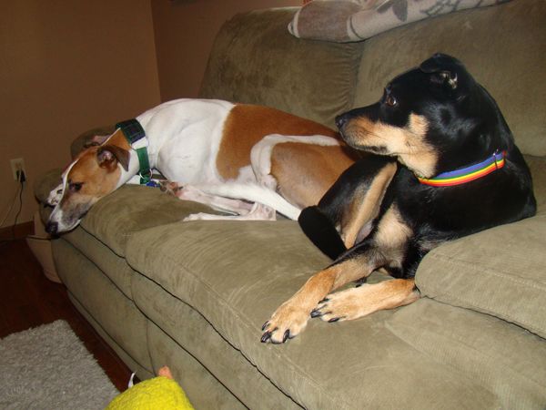 Dudley and Zelda lie on the settee together