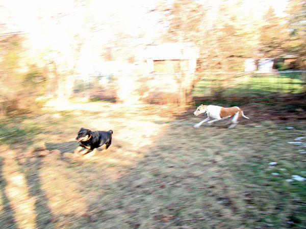 Dudley chases Zelda around the yard