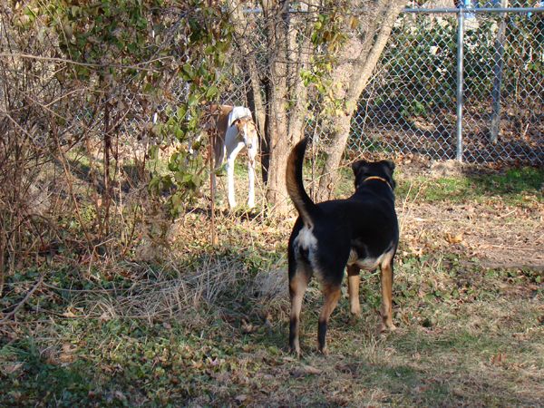 Dudley in a hunting crouch behind a tree, his eyes on Zelda