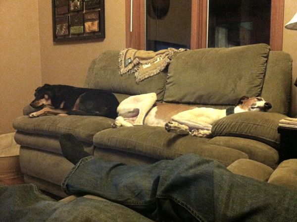 image of Dudley and Zelda lying butt-to-butt on the loveseat
