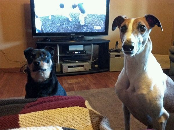 Zelda the Black and Tan Mutt and Dudley the Greyhound sit politely and look at me plaintively to give them some of whatever I was eating