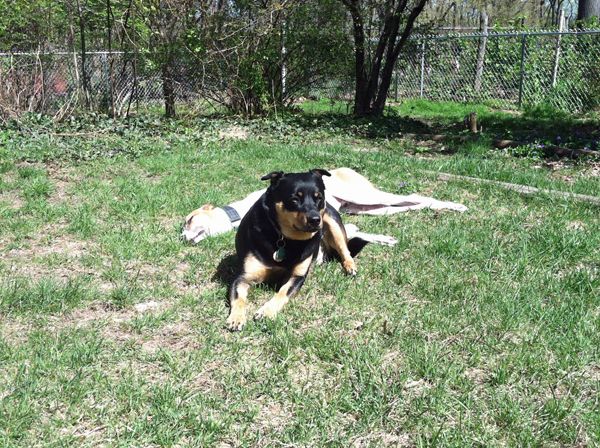 Zelda, vigilant as always, sits in front of Dudley in a protective way, while he lies splayed out in the grass, oblivious to the world